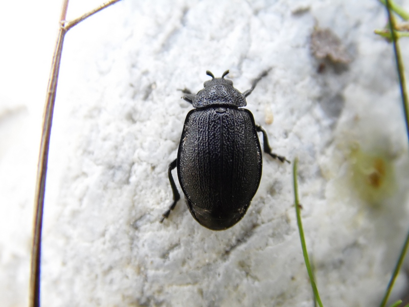 Aiuto ID - Galeruca tanaceti (amputata)